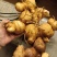 黄精果高海拔纯野生植物海拔3300米!!!!!