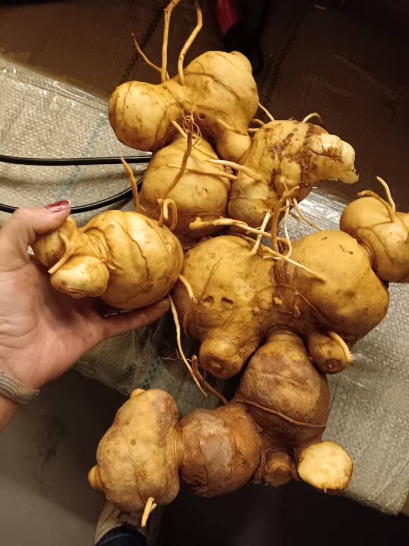 黄精果高海拔纯野生植物海拔3300米！！！！！