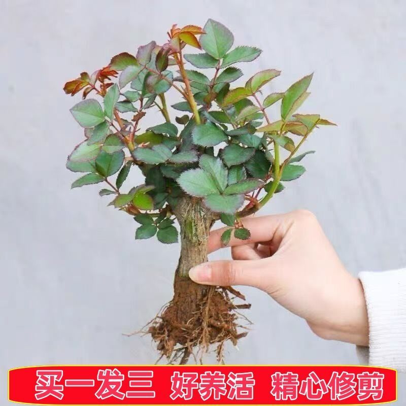 直发云南玫瑰花苗盆栽盆栽阳台花卉绿植香电商直播一件代发
