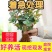 直发云南玫瑰花苗盆栽盆栽阳台花卉绿植香电商直播一件代发