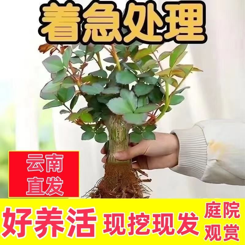 直发云南玫瑰花苗盆栽盆栽阳台花卉绿植香电商直播一件代发