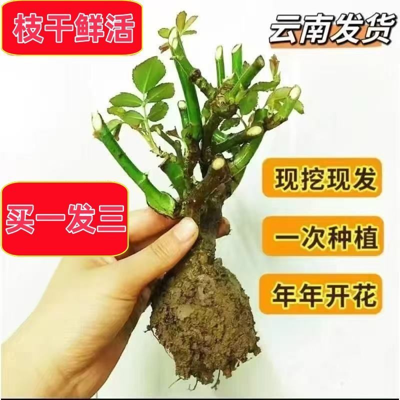 直发云南玫瑰花苗盆栽盆栽阳台花卉绿植香电商直播一件代发
