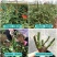 直发云南玫瑰花苗盆栽盆栽阳台花卉绿植香电商直播一件代发