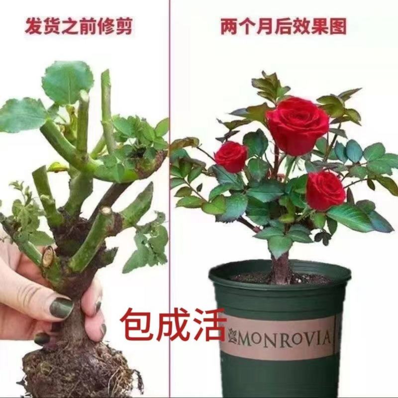 直发云南玫瑰花苗盆栽盆栽阳台花卉绿植香电商直播一件代发