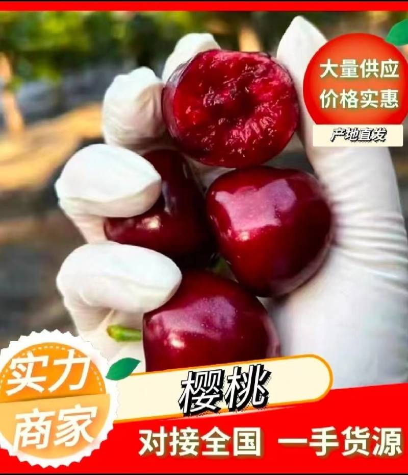 先锋樱桃上市产地供应一手货源全国发货货到付款市场电商水果店