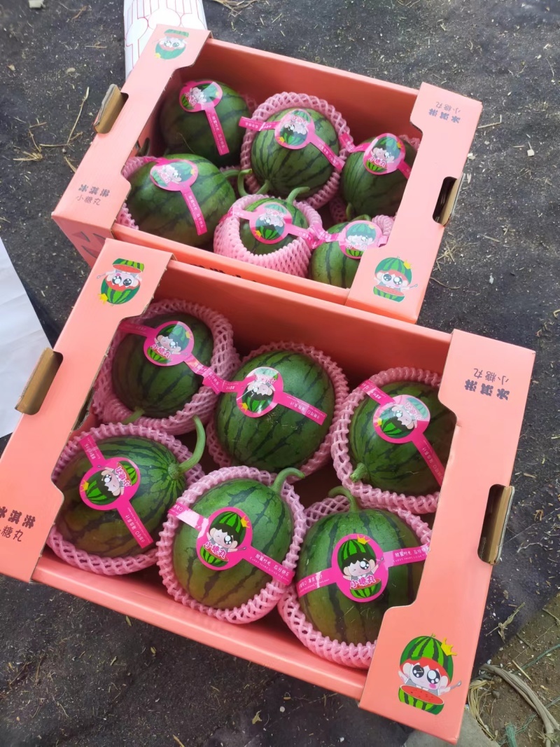 【小糖丸】砀山西瓜手剥皮网红瓜货量大承接电商带诚信代办