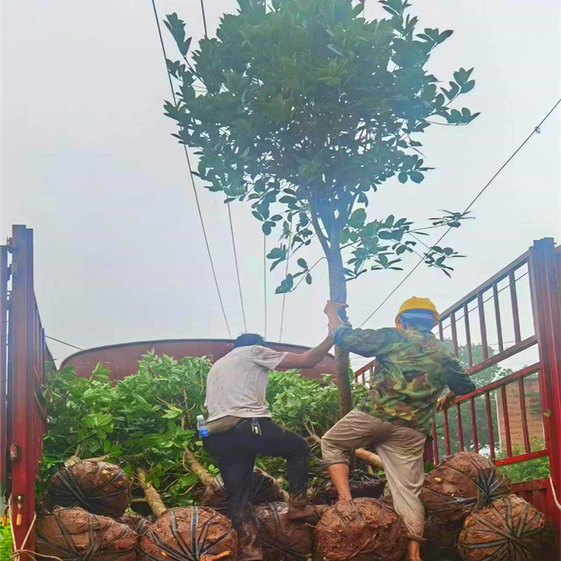 桂花树八月桂花树8到10公分