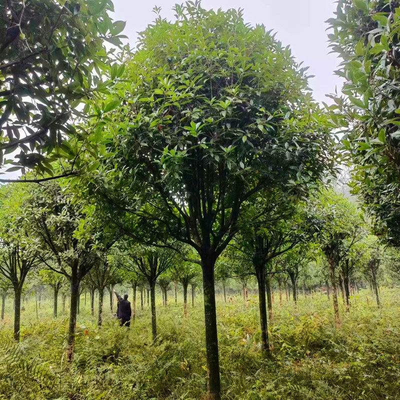 桂花树八月桂花树8到10公分