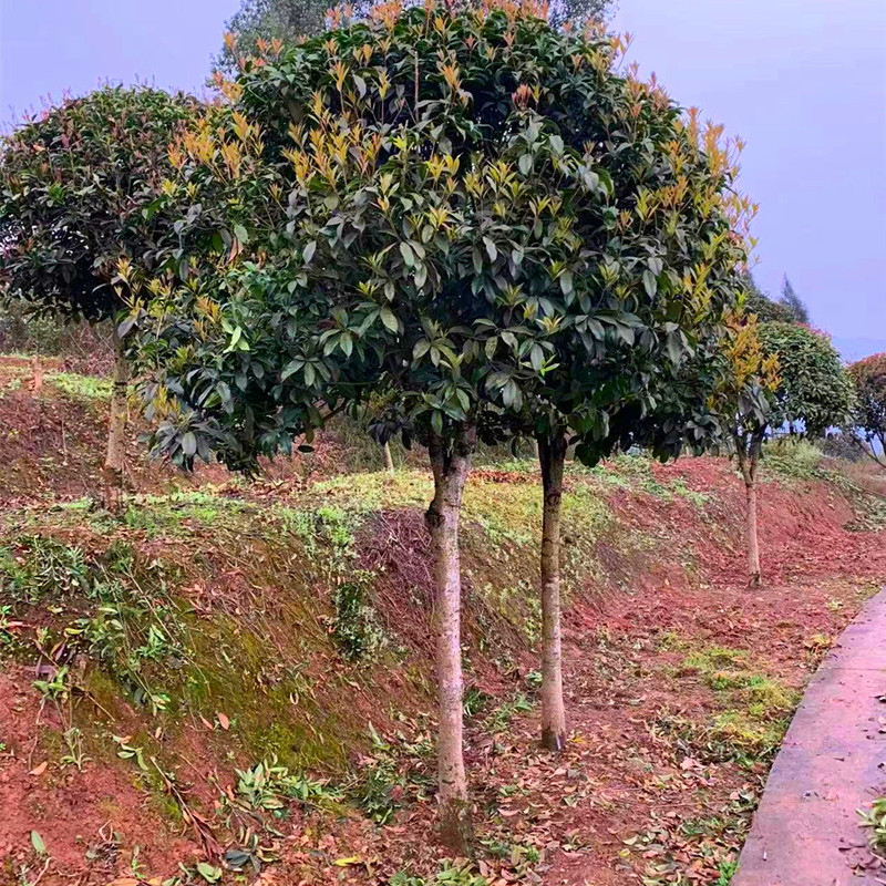 桂花树八月桂花树8到10公分