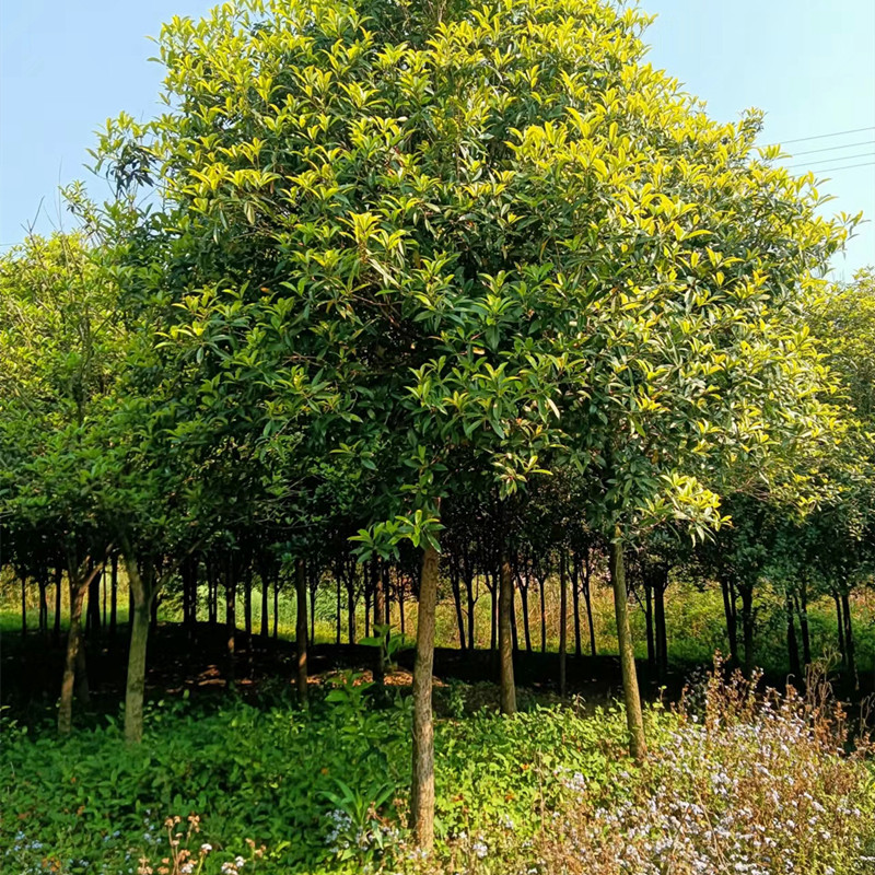 桂花树八月桂花树8到10公分