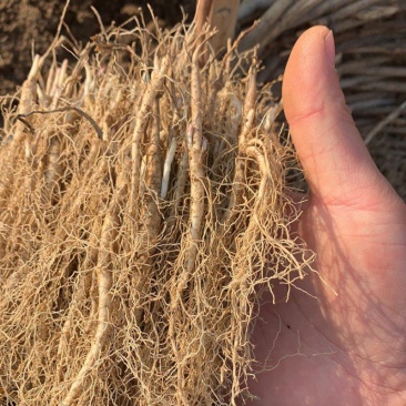 白鲜皮种苗中草药植物山牡丹八股牛庭院阳台盆栽地栽观赏