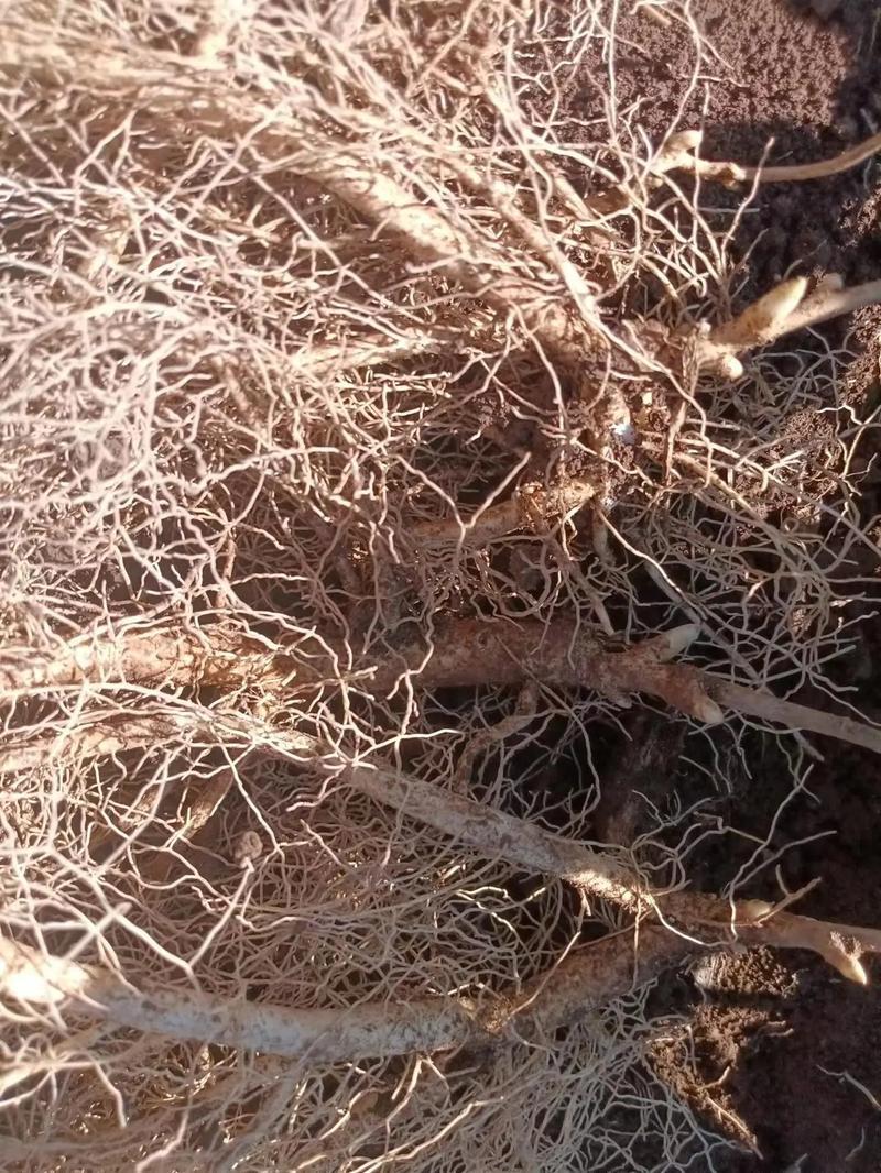 白鲜皮种苗中草药植物山牡丹八股牛庭院阳台盆栽地栽观赏