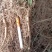 白鲜皮种苗中草药植物山牡丹八股牛庭院阳台盆栽地栽观赏