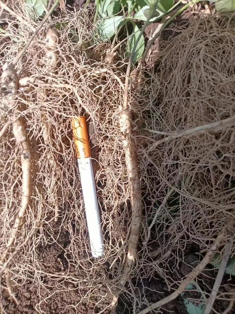 白鲜皮种苗中草药植物山牡丹八股牛庭院阳台盆栽地栽观赏