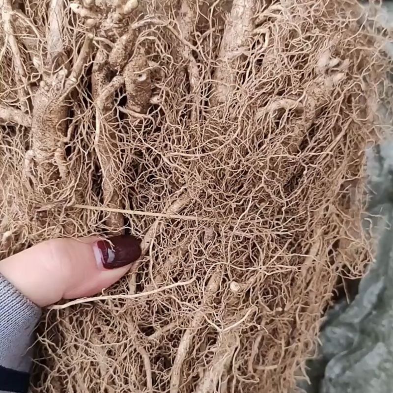 白鲜皮种苗中草药植物山牡丹八股牛庭院阳台盆栽地栽观赏