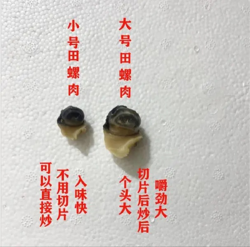 【推荐】田螺肉精品田螺肉产地直发全国发货欢迎来电