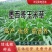 墨西哥玉米草种籽牧草种子养牛羊猪兔再生畜牧养殖喂鱼草种子