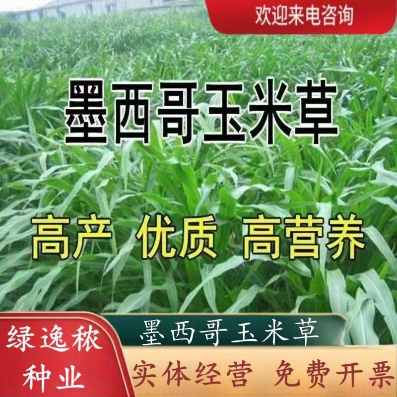 墨西哥玉米草种籽牧草种子养牛羊猪兔再生畜牧养殖喂鱼草种子
