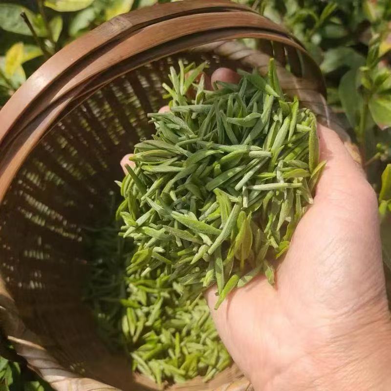 金寨祁冲春芽