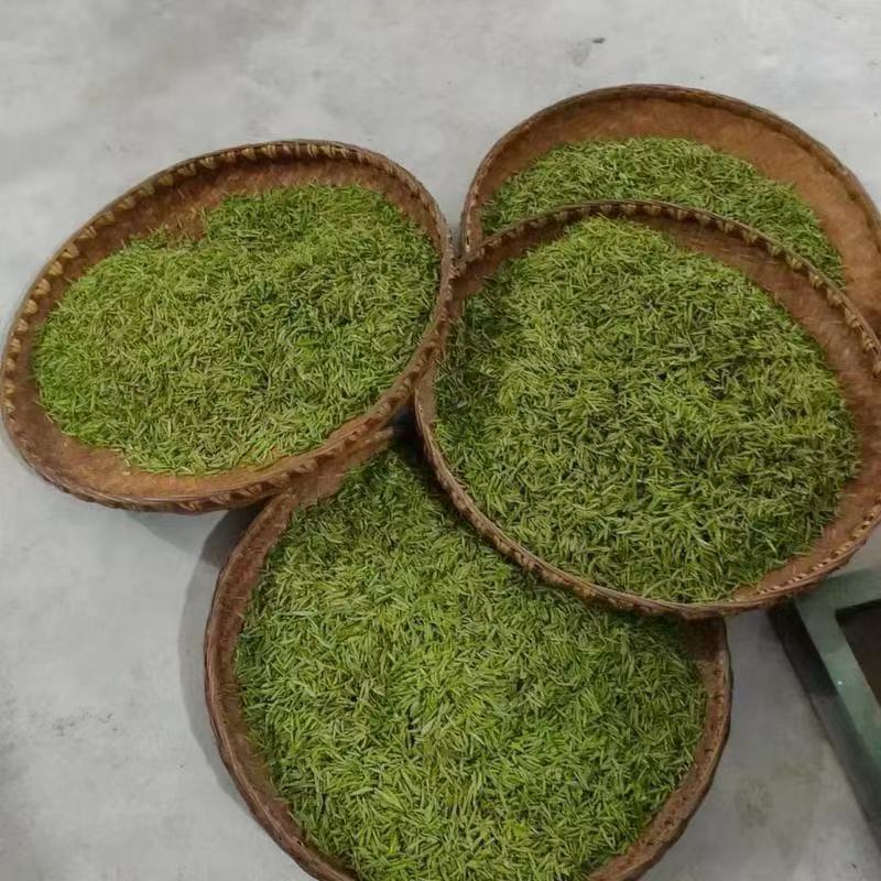金寨祁冲春芽
