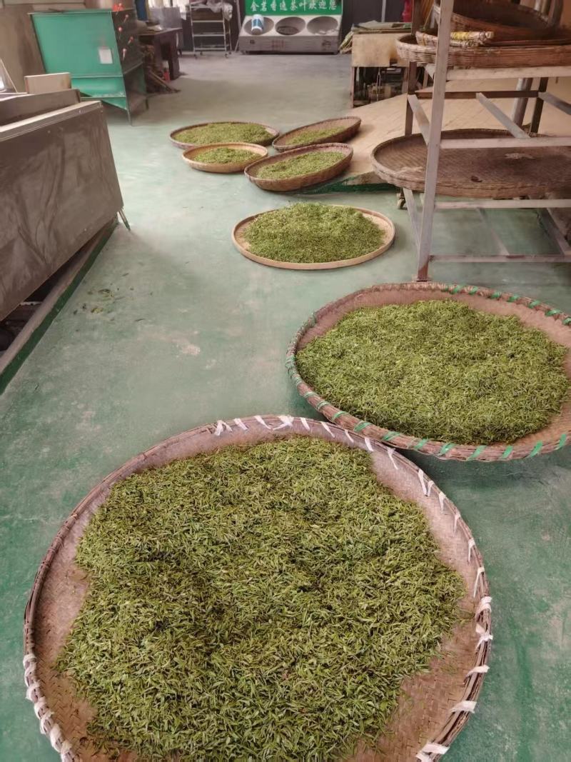 金寨祁冲春芽