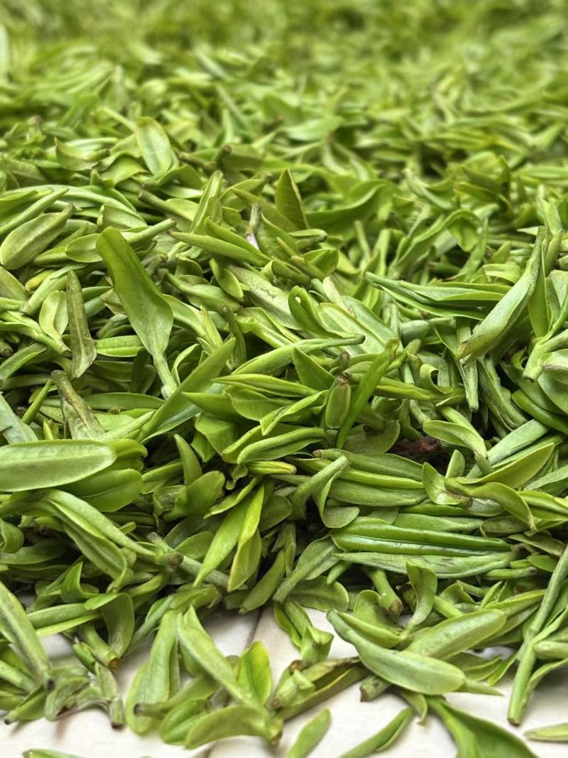 金寨祁冲春芽
