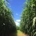墨西哥玉米草种籽牧草种子养牛羊猪兔再生畜牧养殖喂鱼草种子