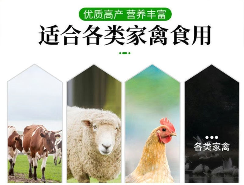 墨西哥玉米草种籽牧草种子养牛羊猪兔再生畜牧养殖喂鱼草种子