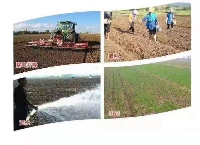 墨西哥玉米草种籽牧草种子养牛羊猪兔再生畜牧养殖喂鱼草种子