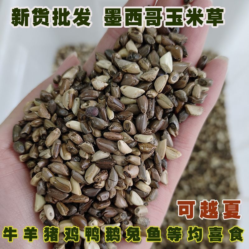 墨西哥玉米草种籽牧草种子养牛羊猪兔再生畜牧养殖喂鱼草种子