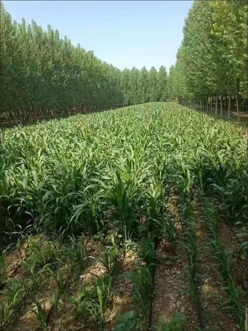 墨西哥玉米草种籽牧草种子养牛羊猪兔再生畜牧养殖喂鱼草种子
