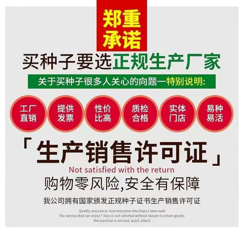 墨西哥玉米草种籽牧草种子养牛羊猪兔再生畜牧养殖喂鱼草种子