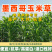 墨西哥玉米草种籽牧草种子养牛羊猪兔再生畜牧养殖喂鱼草种子