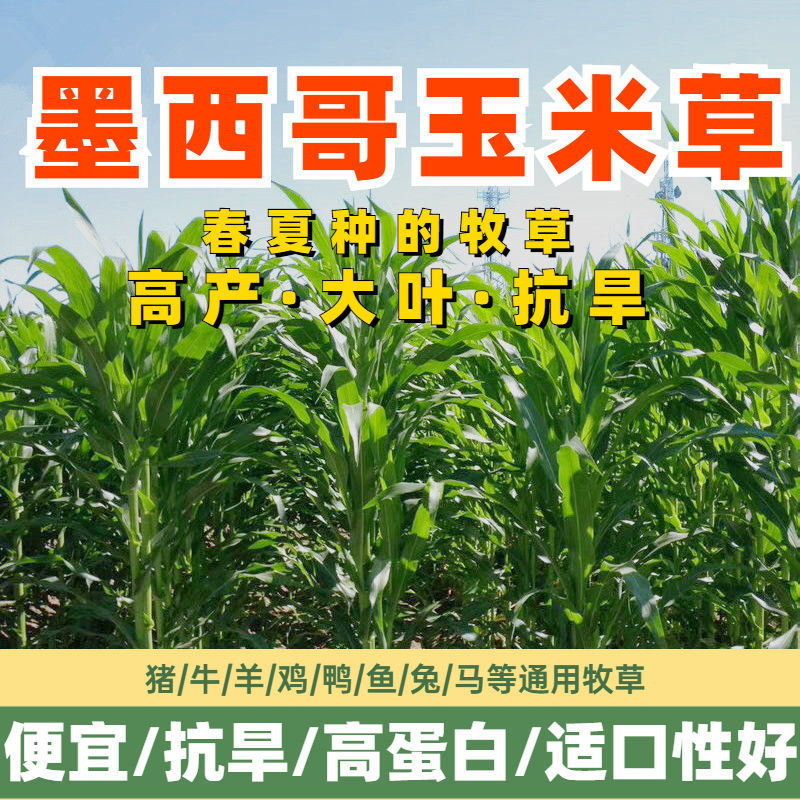 墨西哥玉米草种籽牧草种子养牛羊猪兔再生畜牧养殖喂鱼草种子