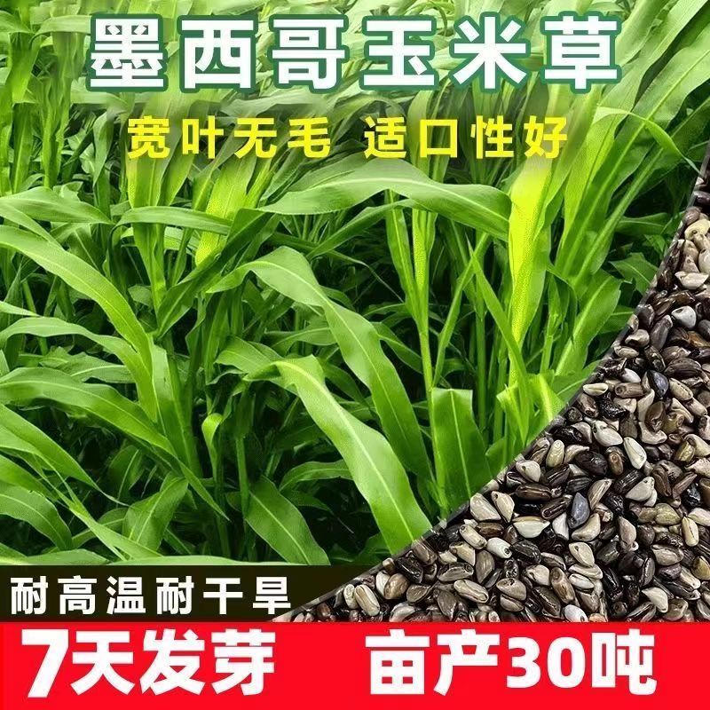 墨西哥玉米草种籽牧草种子养牛羊猪兔再生畜牧养殖喂鱼草种子
