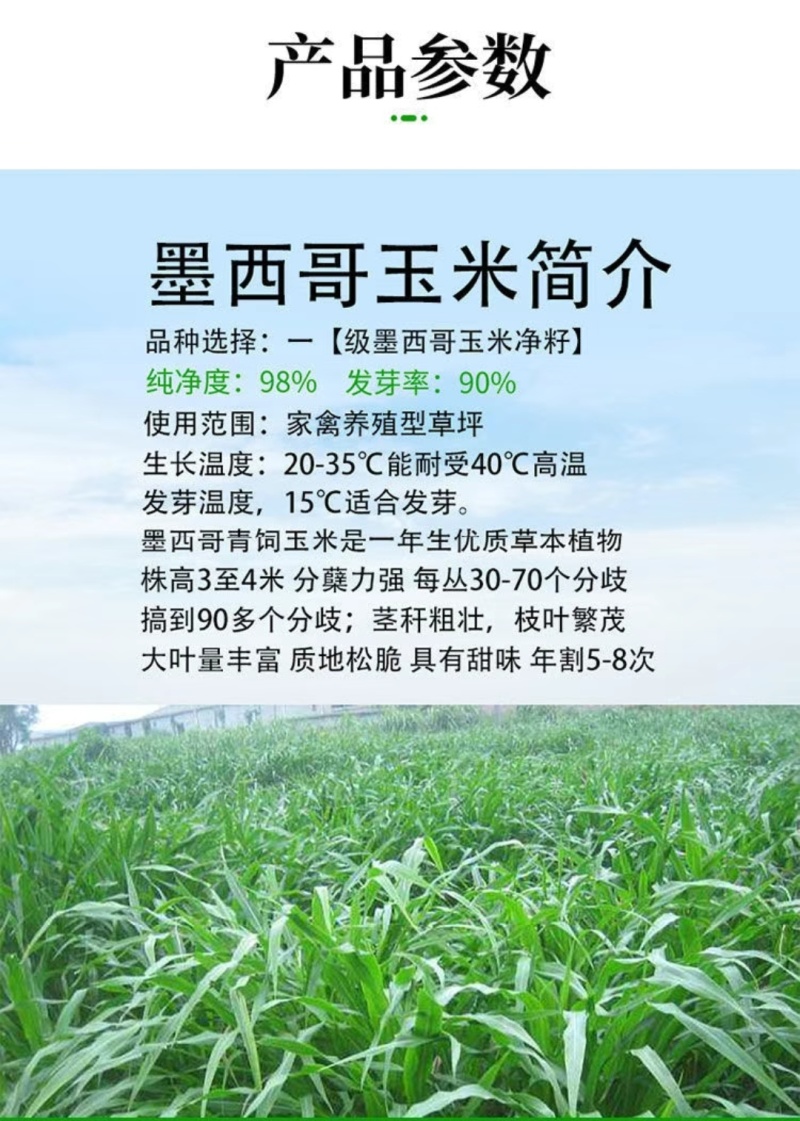 墨西哥玉米草种籽牧草种子养牛羊猪兔再生畜牧养殖喂鱼草种子