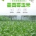 墨西哥玉米草种籽牧草种子养牛羊猪兔再生畜牧养殖喂鱼草种子