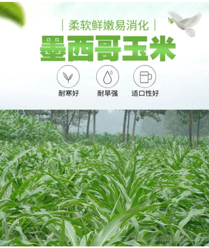 墨西哥玉米草种籽牧草种子养牛羊猪兔再生畜牧养殖喂鱼草种子