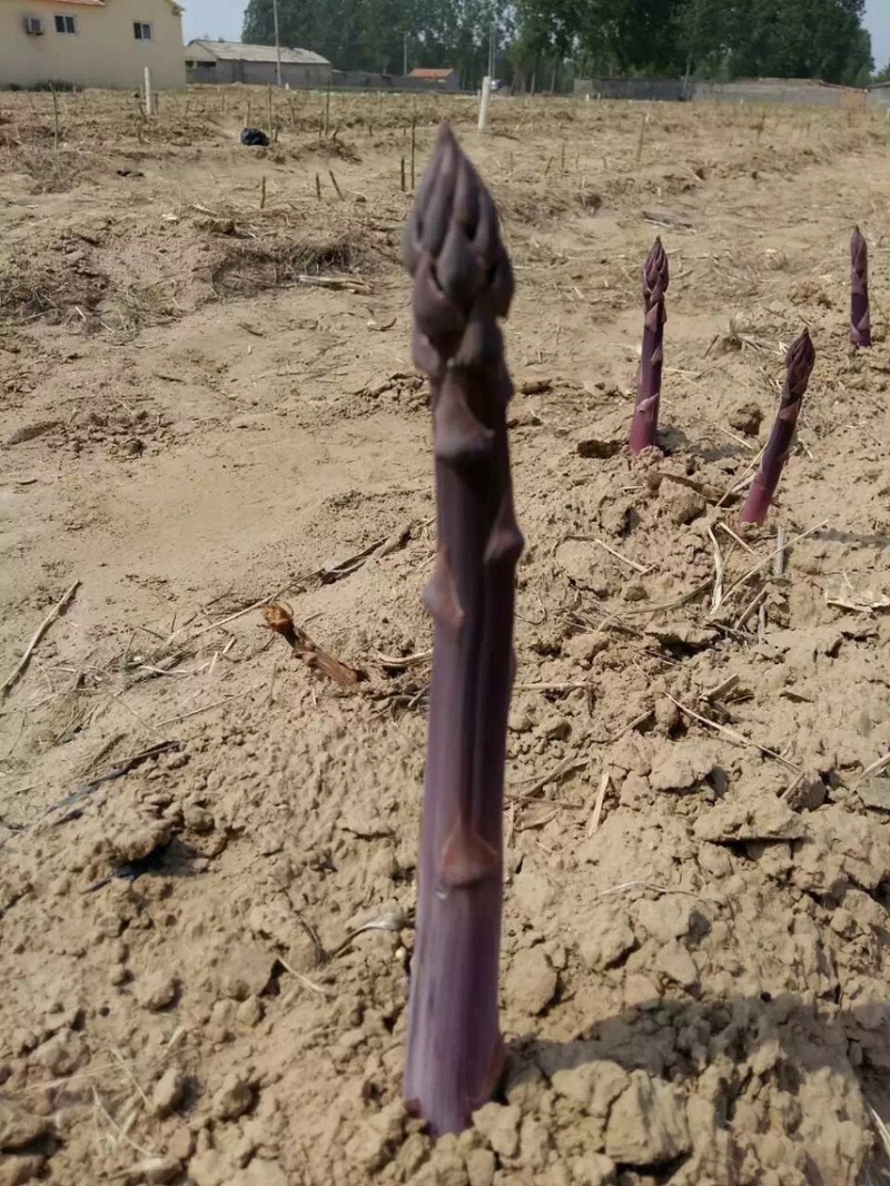 紫芦笋苗