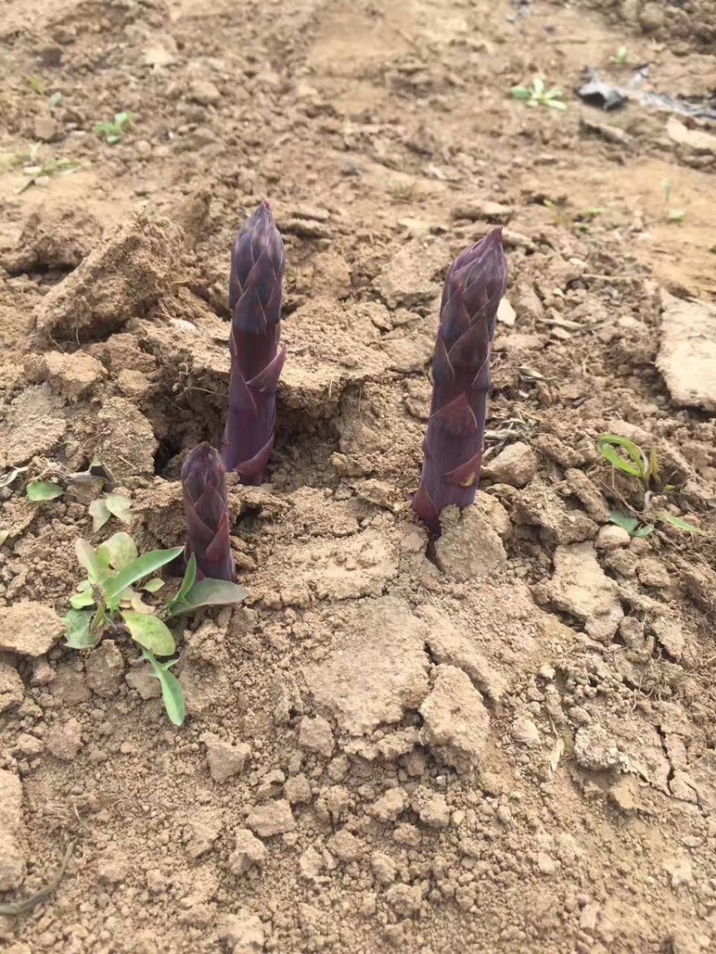 紫芦笋苗