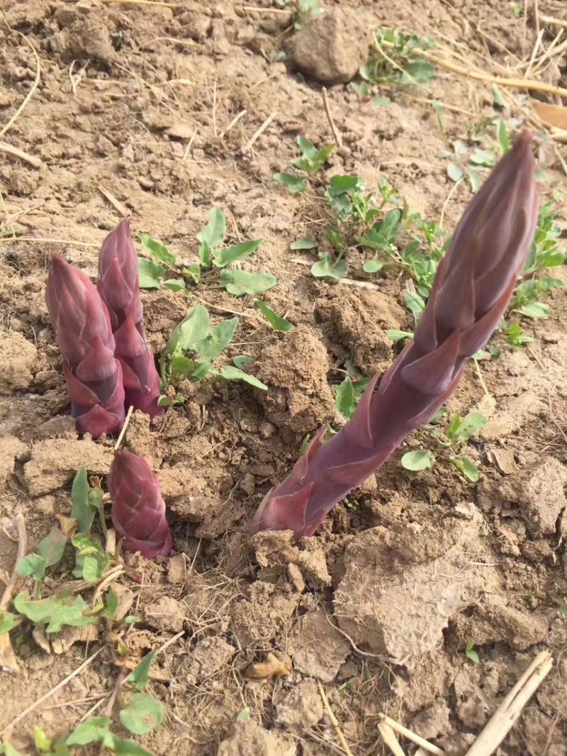 紫芦笋苗