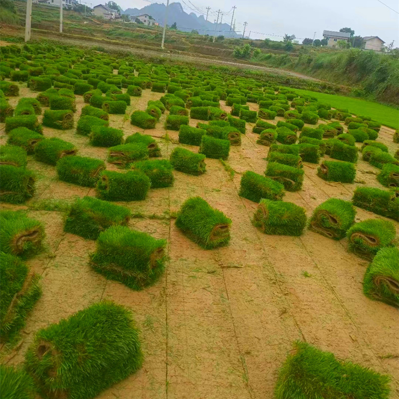 草坪，马尼拉草坪