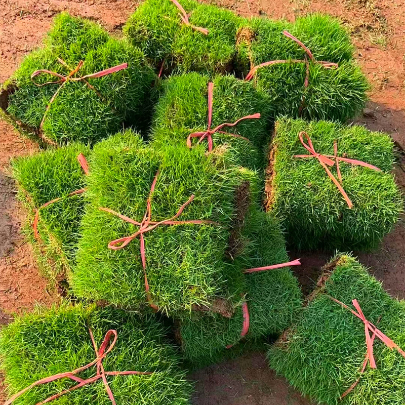 草坪，马尼拉草坪