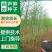 芦笋种子航育998厂家直发售后保障量大优惠品种纯正保真