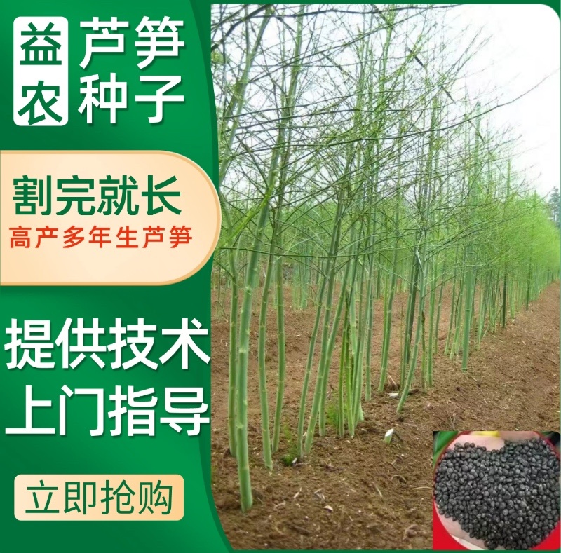 芦笋种子航育998厂家直发售后保障量大优惠品种纯正保真