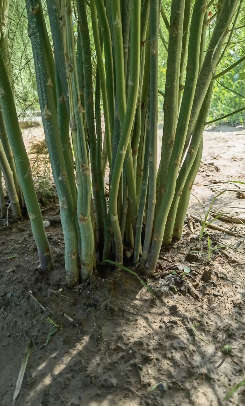 芦笋种子航育998厂家直发售后保障量大优惠品种纯正保真