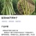芦笋种子航育998厂家直发售后保障量大优惠品种纯正保真