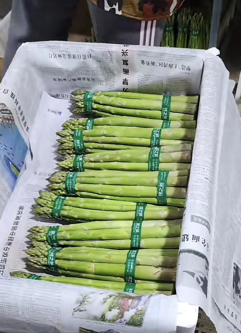 芦笋种子航育998厂家直发售后保障量大优惠品种纯正保真