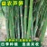 芦笋种子航育998厂家直发售后保障量大优惠品种纯正保真