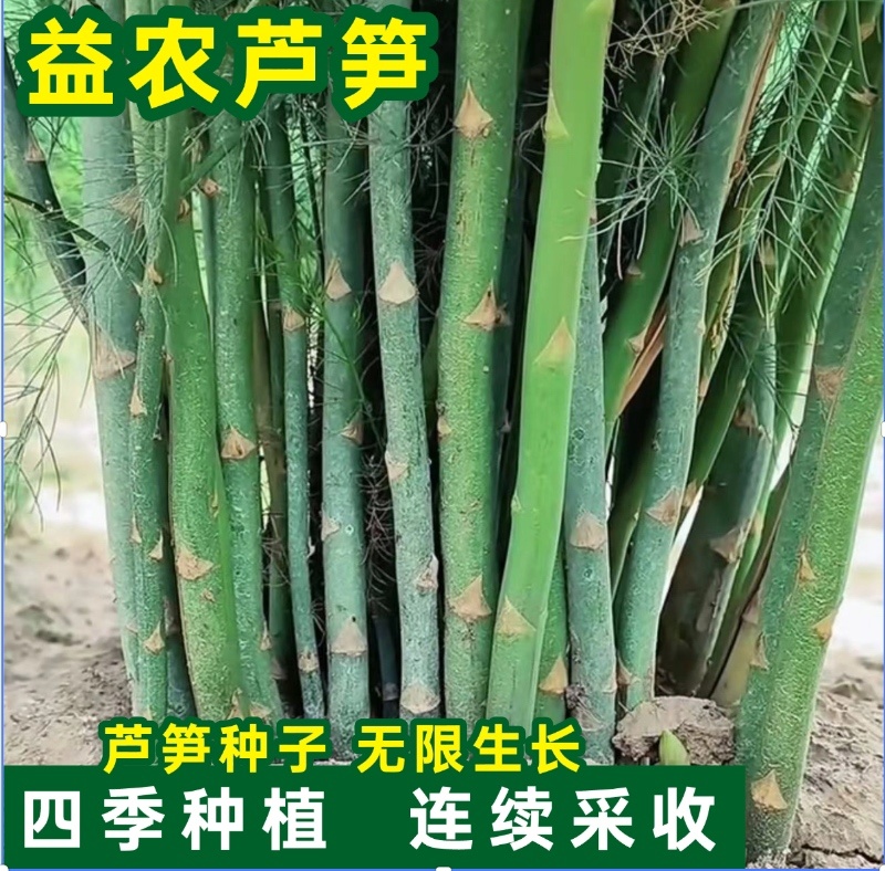 芦笋种子航育998厂家直发售后保障量大优惠品种纯正保真